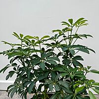 Umbrella Tree 'Arboricola' (Heptapleurum arboricola) - 10" Pot