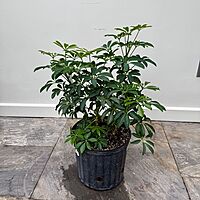 Umbrella Tree 'Arboricola' (Heptapleurum arboricola) - 10" Pot