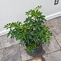 Umbrella Tree 'Arboricola' (Heptapleurum arboricola) - 10" Pot