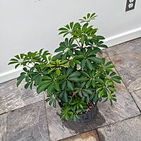 Umbrella Tree 'Arboricola' (Heptapleurum arboricola) - 10" Pot