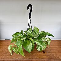Marble Queen Pothos (Epipremnum aureum) - 6" Pot HB