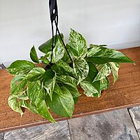 Marble Queen Pothos (Epipremnum aureum) - 6" Pot HB