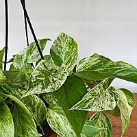 Marble Queen Pothos (Epipremnum aureum) - 6" Pot HB