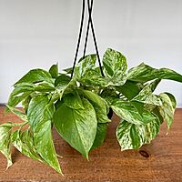 Marble Queen Pothos (Epipremnum aureum) - 6" Pot HB