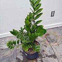 Zamioculcas zamiifolia (ZZ Plant) - 10" Pot