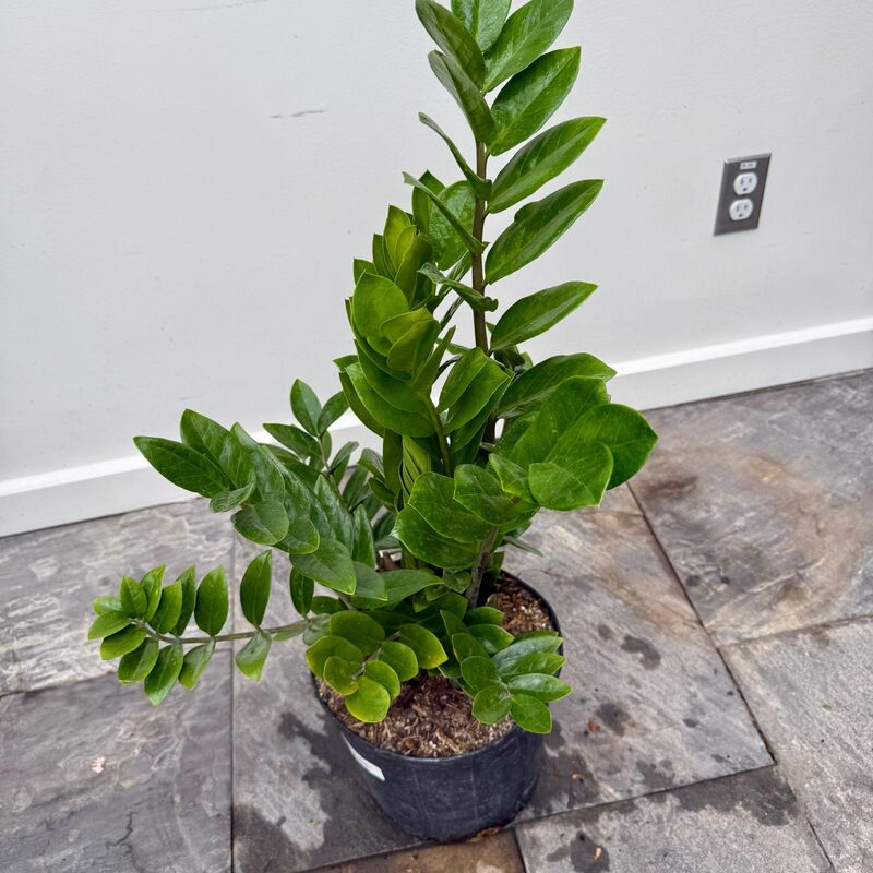 Zamioculcas zamiifolia (ZZ Plant) - 10" Pot