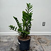 Zamioculcas zamiifolia (ZZ Plant) - 10" Pot