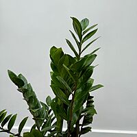 Zamioculcas zamiifolia (ZZ Plant) - 10" Pot