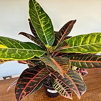 Croton 'Petra' (Codiaeum variegatum 'Petra') - 6" Pot