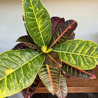 Croton 'Petra' (Codiaeum variegatum 'Petra') - 6" Pot