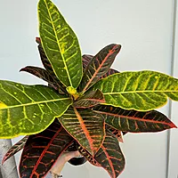 Croton 'Petra' (Codiaeum variegatum 'Petra') - 6" Pot