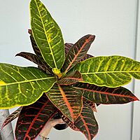 Croton 'Petra' (Codiaeum variegatum 'Petra') - 6" Pot