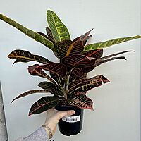 Croton 'Petra' (Codiaeum variegatum 'Petra') - 6" Pot