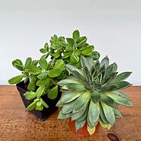 Succulents - Assorted (Succulents - Assorted) - 4" Pot
