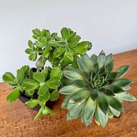 Succulents - Assorted (Succulents - Assorted) - 4" Pot
