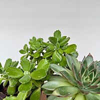 Succulents - Assorted (Succulents - Assorted) - 4" Pot