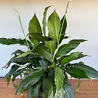 Peace Lily (Spathiphyllum wallisii) - 6" Pot