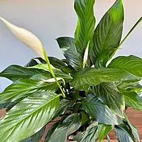 Peace Lily (Spathiphyllum wallisii) - 6" Pot