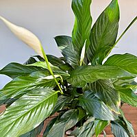 Peace Lily (Spathiphyllum wallisii) - 6" Pot