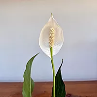 Peace Lily (Spathiphyllum wallisii) - 6" Pot