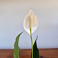 Peace Lily (Spathiphyllum wallisii) - 6" Pot