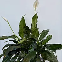 Peace Lily (Spathiphyllum wallisii) - 6" Pot