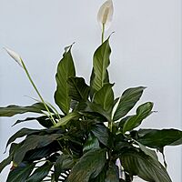 Peace Lily (Spathiphyllum wallisii) - 6" Pot