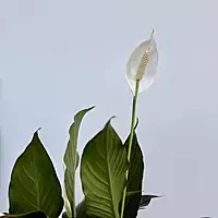 Peace Lily (Spathiphyllum wallisii) - 6" Pot