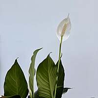 Peace Lily (Spathiphyllum wallisii) - 6" Pot