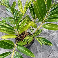 Variegated Shell Ginger (Alpinia zerumbet 'variegata') - 14" Pot
