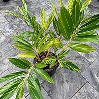 Variegated Shell Ginger (Alpinia zerumbet 'variegata') - 14" Pot