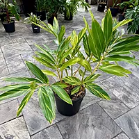 Variegated Shell Ginger (Alpinia zerumbet 'variegata') - 14" Pot