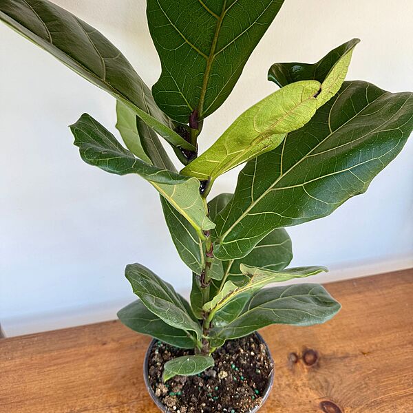 Ficus lyrata (Fiddle Leaf Fig) - 6" Pot Bush