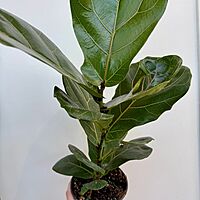 Ficus lyrata (Fiddle Leaf Fig) - 6" Pot Bush