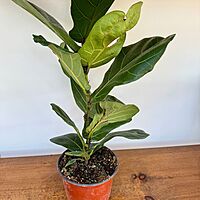 Ficus lyrata (Fiddle Leaf Fig) - 6" Pot Bush