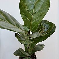 Ficus lyrata (Fiddle Leaf Fig) - 6" Pot Bush
