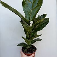 Ficus lyrata (Fiddle Leaf Fig) - 6" Pot Bush