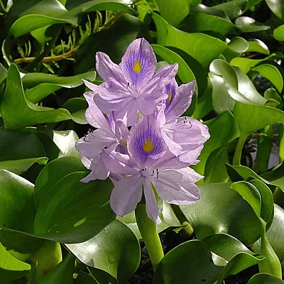 Water Hyacinth (Eichhornia crassipes major) - Each