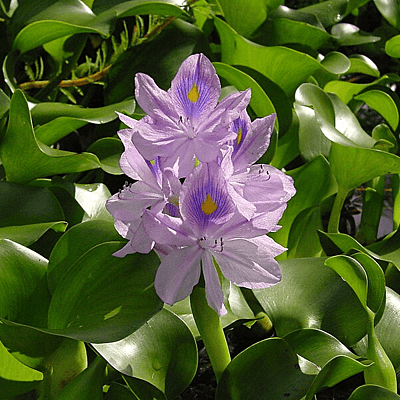 Water Hyacinth (Eichhornia crassipes major) - Each