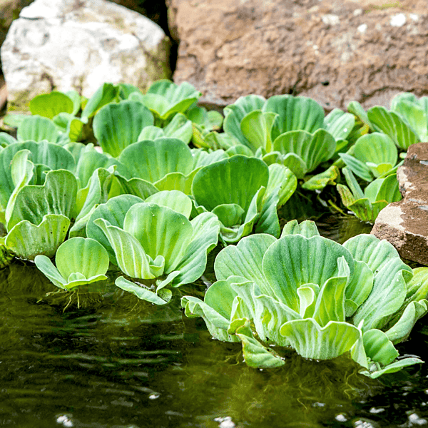 Water Lettuce (Pistia stratiotes) - Each