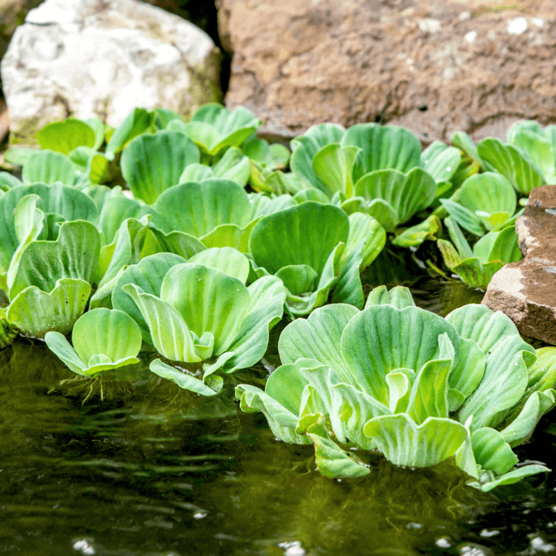 Water Lettuce (Pistia stratiotes) - Each