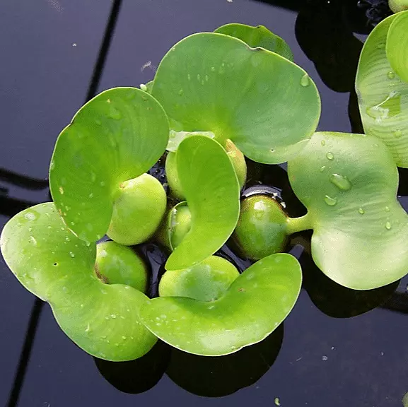 Dwarf Water Hyacinth (Eichhornia crassipes minor) - Each