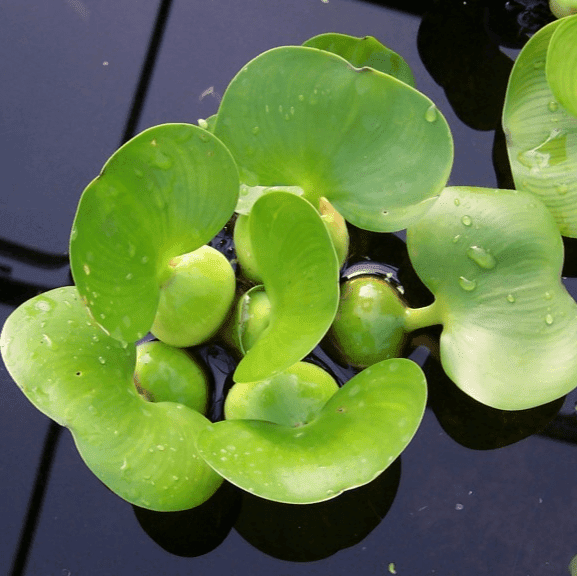 Dwarf Water Hyacinth (Eichhornia crassipes minor) - Each