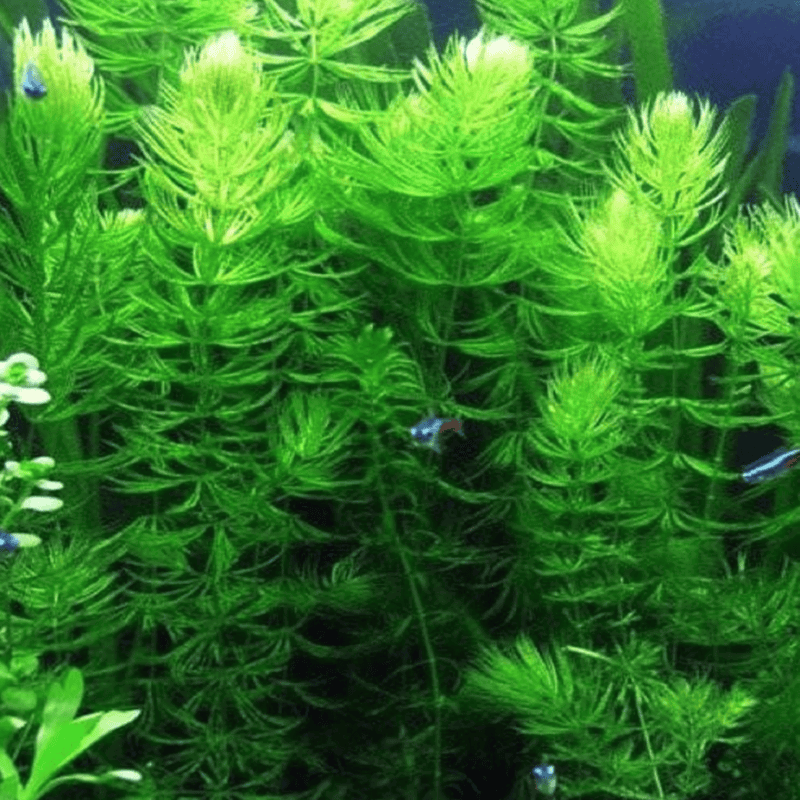 Hornwort (Ceratophyllum demersum) - Bag