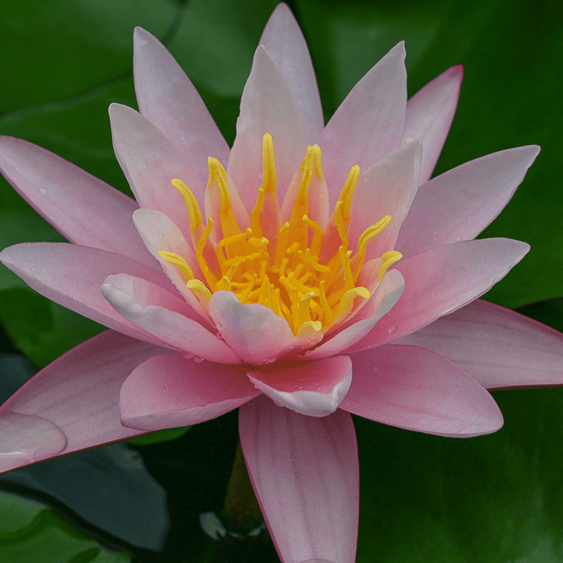 Hardy Water Lily Pink 'Pink Sensation' (Nymphaea 'Pink Sensation') - 8" Pot