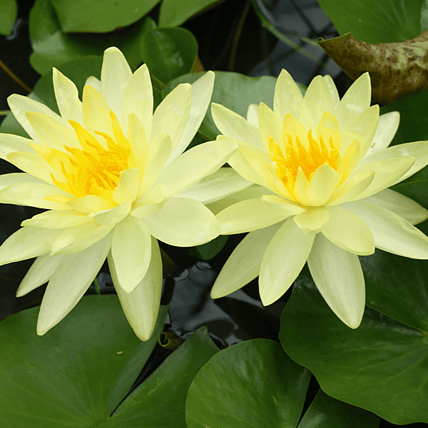 Hardy Water Lily Yellow 'Charlene Strawn' (Nymphaea 'Charlen Strawn') - 8" Pot