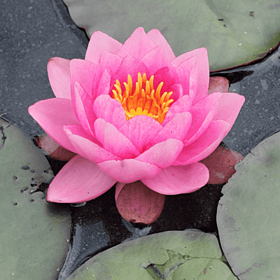 Hardy Water Lily Red 'James Brydon' (Nymphaea 'James Brydon') - 8" Pot