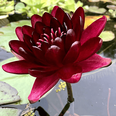 Hardy Water Lily Red 'Black Princess' (Nymphaea 'Black Princess') - 8" Pot