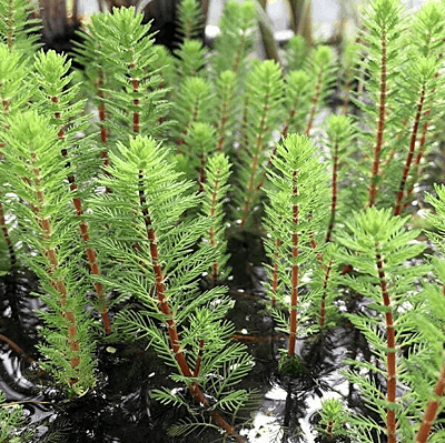 Dwarf Parrot Feather (Myriophyllum papillosum) - 10" Bulb Pot