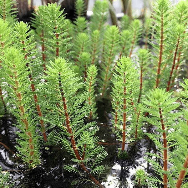 Dwarf Parrot Feather (Myriophyllum papillosum) - 10" Bulb Pot